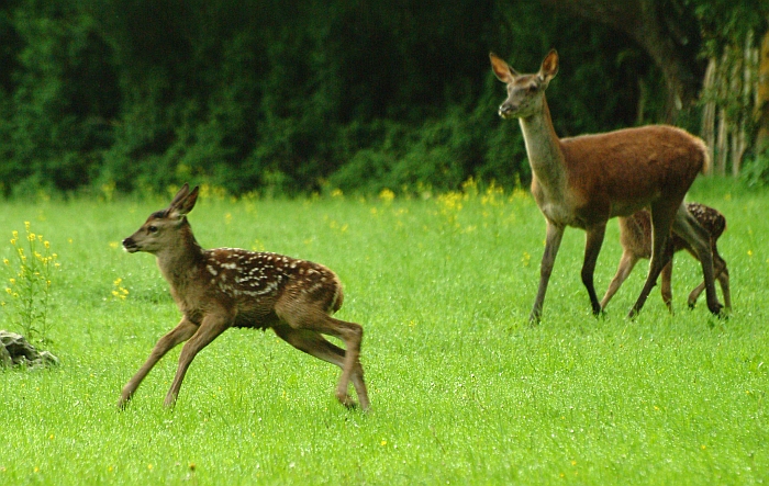 PASSIONE PER IL CERVO